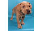 Adopt Nova a Tan/Yellow/Fawn Mastiff / Labrador Retriever / Mixed dog in Morton