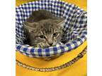 Adopt Tatertot a Gray or Blue Domestic Shorthair / Domestic Shorthair / Mixed