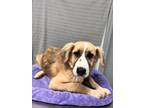 Adopt Addy a Retriever (Unknown Type) / Mixed Breed (Medium) / Mixed dog in