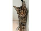 Adopt Purrlock Holmes a Brown Tabby Domestic Shorthair / Mixed (short coat) cat