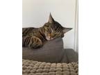 Adopt Tobias a Gray, Blue or Silver Tabby Tabby / Mixed (short coat) cat in