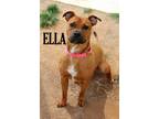 Adopt Ella a Boxer dog in Mooresville, NC (39111347)