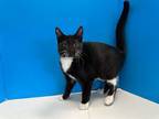 Adopt Cassidy a Black & White or Tuxedo Domestic Shorthair (short coat) cat in