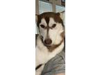 Adopt Dixie a White - with Brown or Chocolate Husky / Mixed dog in Denison