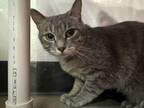 Adopt Elayne a Gray, Blue or Silver Tabby Domestic Shorthair (short coat) cat in