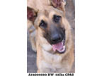 Adopt Kennedy a Brown/Chocolate German Shepherd Dog / Mixed dog in Shreveport