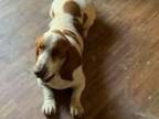 Adopt Ronnie a Basset Hound / Mixed dog in Salt Lake City, UT (39114098)