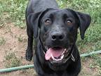 Adopt Rex a Basset Hound / Labrador Retriever / Mixed dog in Salt Lake City