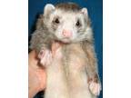 Adopt Doug a Ferret small animal in Lyons, IL (39114076)