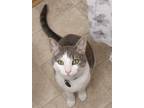 Adopt Anya a Gray or Blue (Mostly) Domestic Shorthair / Mixed (short coat) cat