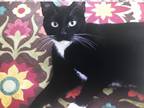 Adopt Lena a Black & White or Tuxedo American Shorthair / Mixed cat in Midland