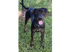 Adopt Jackson a Black Plott Hound / Mixed dog in Conway, SC (39030395)