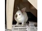 Adopt Penelope a White Other/Unknown / Mixed rabbit in Fairfax, VA (39113997)