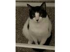 Adopt Owen a Black & White or Tuxedo Domestic Longhair / Mixed (medium coat) cat