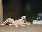 Adopt Bluebellsas a White Great Pyrenees / Mixed dog in Fort Worth