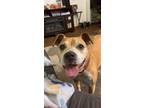 Adopt Alice a Tan/Yellow/Fawn - with White American Pit Bull Terrier / Mixed dog