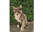 Adopt 54072895 a Gray or Blue Domestic Mediumhair / Mixed cat in El Paso