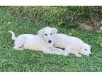 Adopt Lil Buddy Litterer a White Great Pyrenees / Labrador Retriever / Mixed dog