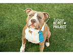 Adopt Tahoe a Tan/Yellow/Fawn American Pit Bull Terrier / Mixed dog in Kansas