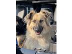 Adopt Indy a Black - with Tan, Yellow or Fawn German Shepherd Dog / Mixed dog in