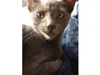 Adopt Dobbie a Gray or Blue Russian Blue / Mixed (short coat) cat in Fort Wayne