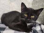 Adopt Zaire a Domestic Shorthair / Mixed (short coat) cat in Greeneville