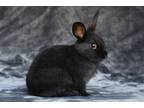 Adopt Royal a Havana / Mixed (short coat) rabbit in Scotts Valley, CA (39081749)
