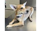 Adopt Bobbi Joe a Tan/Yellow/Fawn Australian Cattle Dog / Mixed dog in San