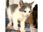 Adopt Tink #12936 a Gray or Blue (Mostly) Domestic Shorthair (short coat) cat in