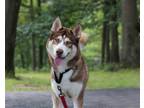 Adopt Lobo a Red/Golden/Orange/Chestnut - with White Husky / Mixed dog in Parma