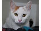 Adopt Kensi a Calico or Dilute Calico Domestic Shorthair / Mixed (short coat)