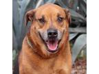 Adopt Twix JuM* a Rottweiler / Shepherd (Unknown Type) / Mixed dog in