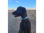 Adopt Zeus a Black Poodle (Standard) / Mixed dog in Aurora, CO (39113388)