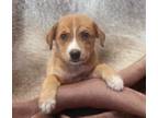Adopt Thurmon a Shepherd (Unknown Type) / Mixed dog in El Dorado, AR (39113574)