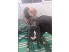 Adopt RITA a Black - with White Labrador Retriever / Pit Bull Terrier dog in