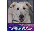 Adopt Belle a Great Pyrenees / Labrador Retriever / Mixed dog in Mena