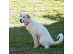 Adopt London a White Great Pyrenees / Mixed dog in Vail, AZ (39112874)