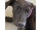 Adopt Gretchen a Gray/Blue/Silver/Salt & Pepper Labrador Retriever dog in Vail