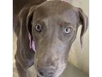 Adopt Ruger a Gray/Blue/Silver/Salt & Pepper Labrador Retriever dog in Vail