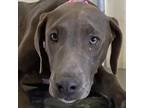 Adopt Trudy a Gray/Blue/Silver/Salt & Pepper Labrador Retriever dog in Vail