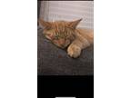 Adopt Simba a Orange or Red Tabby Domestic Mediumhair / Mixed (medium coat) cat