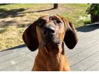 Adopt Denali a Red/Golden/Orange/Chestnut Coonhound / Redbone Coonhound / Mixed