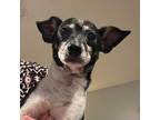 Adopt Bink a White - with Tan, Yellow or Fawn Rat Terrier / Mixed dog in Olathe