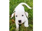 Adopt Noodle a White Labrador Retriever / Wirehaired Fox Terrier / Mixed dog in