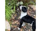 Adopt Oreo (orange) a Black Catahoula Leopard Dog / Mixed dog in Fairfax
