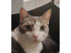 Adopt Sasha a Gray, Blue or Silver Tabby Domestic Mediumhair / Mixed cat in