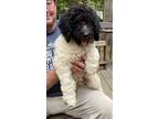 Adopt Zeke a Black - with White Poodle (Standard) / Mixed dog in Troy