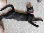 Adopt JoJo a All Black Domestic Shorthair / Mixed (short coat) cat in Deltona