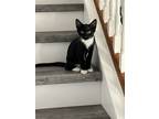 Adopt Yani Frog a Black (Mostly) Domestic Shorthair / Mixed (short coat) cat in