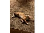 Adopt Orange a Orange or Red (Mostly) American Shorthair / Mixed (short coat)